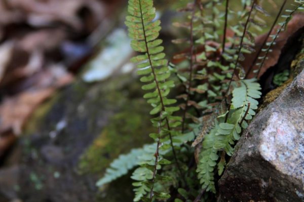 Ferns growing in very little soil