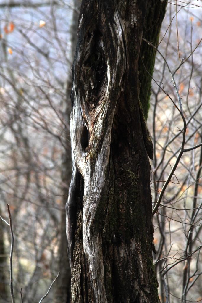 A tree skeleton full of texture, shades and lines. I love tree skeletons almost as much as the living ones.