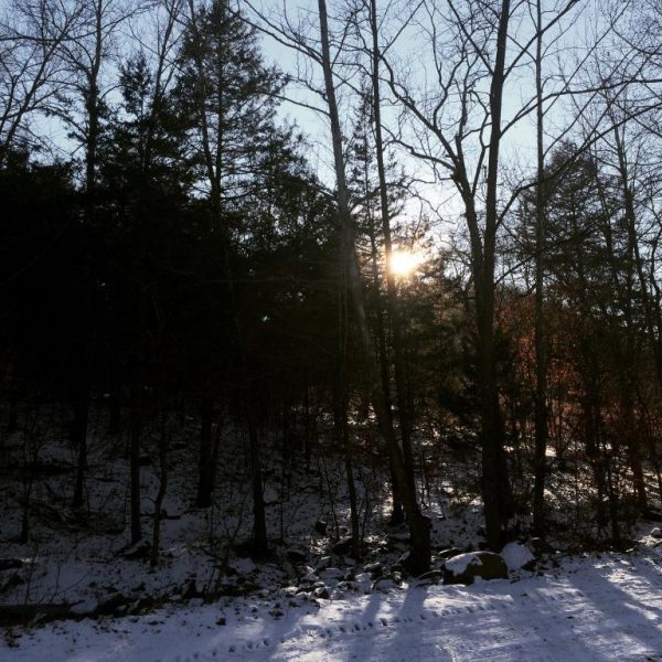 The ginseng and companion plants are sleeping away the winter, awaiting the public in this "virtually wild" habitat at Wild Ozark.