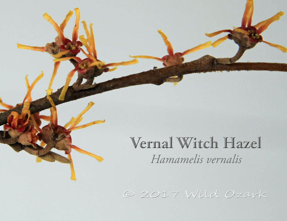 Vernal witch hazel blooming on Feb. 6, 2017