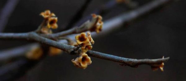 Ozark witch hazel flowers, just before the petals opened or right after they fell off. This photo was taken in Feb. 2015.