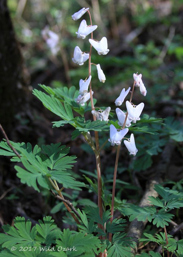 Dutchman's Breeches <i>Dicentra cucullaria</i>