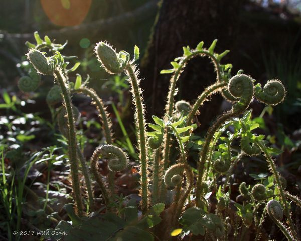 My favorite photo of the early spring plants of the ginseng habitat this year.