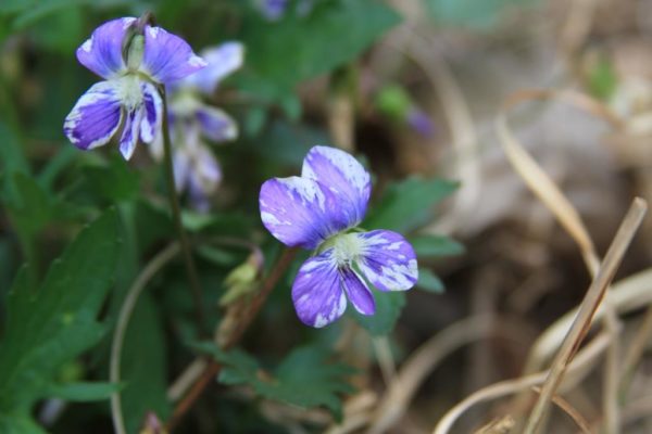 Unidentified violet.