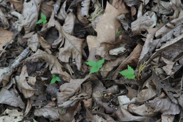 Wild Ozark is the place to buy ginseng seedlings in Arkansas.