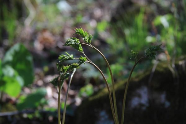 Black cohosh or Doll's eyes? When it blooms I'll know for sure.