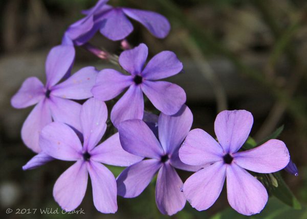 Phlox, not sure which variety or species.