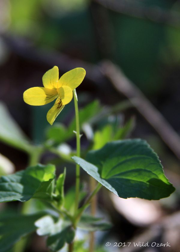 Smooth Yellow Violet <i>Viola pubescens</i>