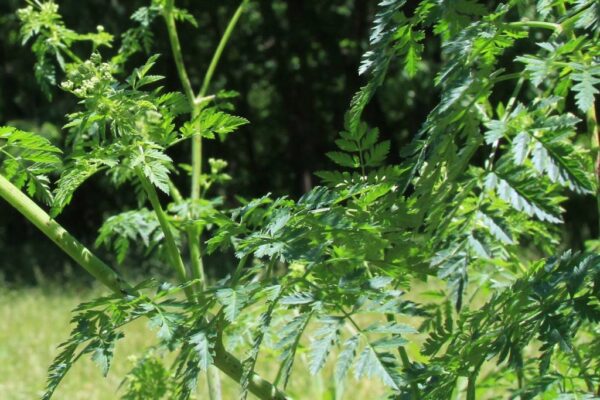 Poison Hemlock leaves