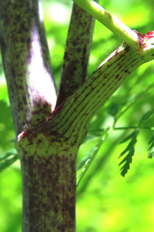 Poison Hemlock Stem Junction