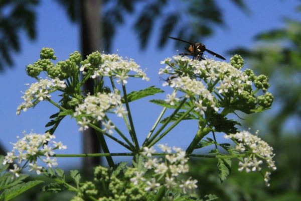 Poison hemlock flowers