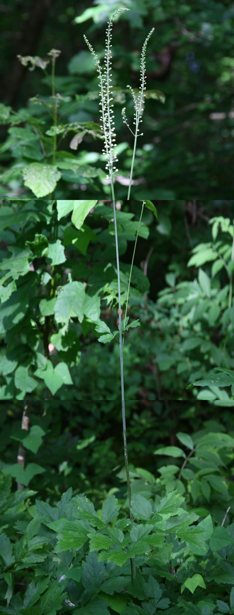Black cohosh from tip to toes, one of my favorite woodland flowers.