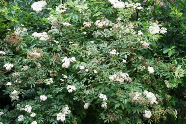 Elderberry at Wild Ozark