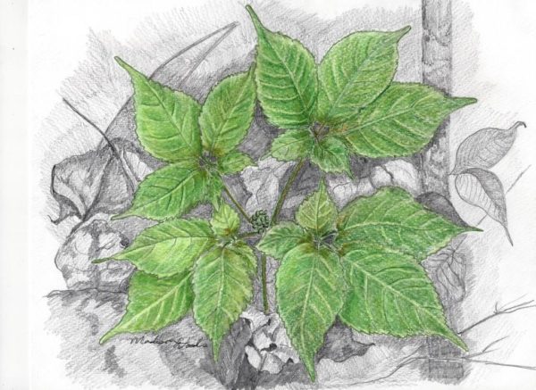 Nature drawing of American ginseng in May by Madison Woods, 2016