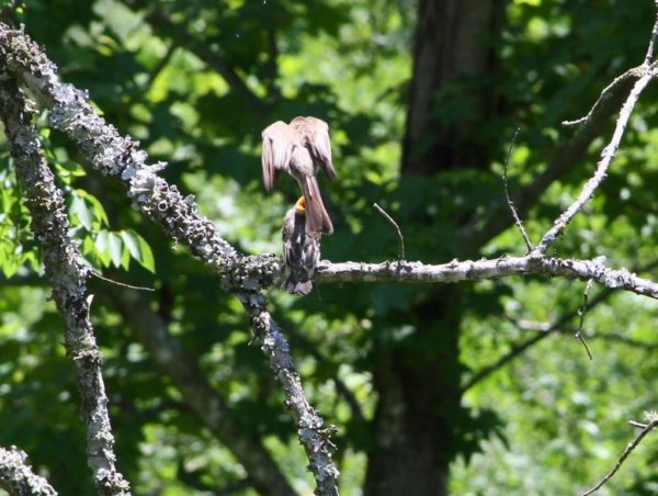 Phoebe fledgling getting fed by parent.