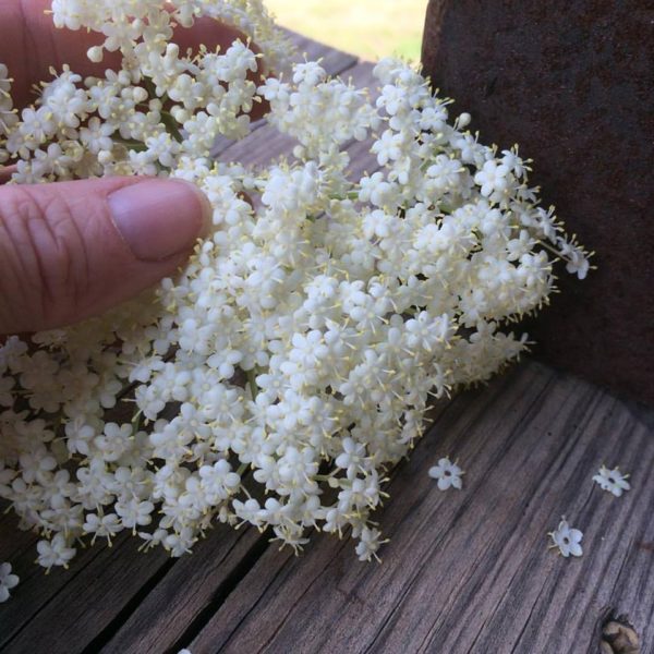 Fresh elderberry flowers.