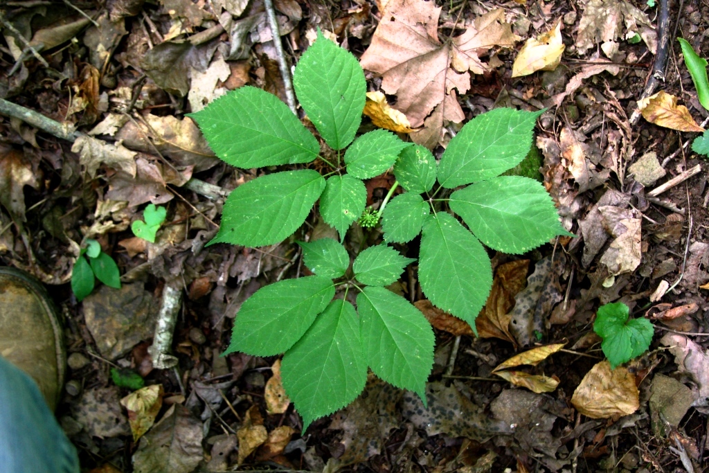 American ginseng in the Wild Ozark woods in June.