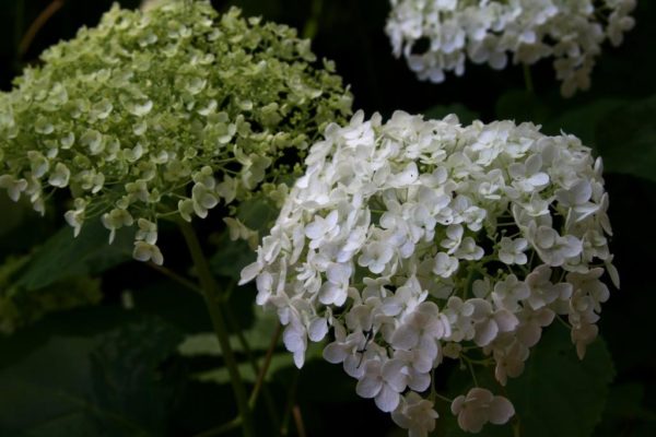 A hybridized version of the wild hydrangea.