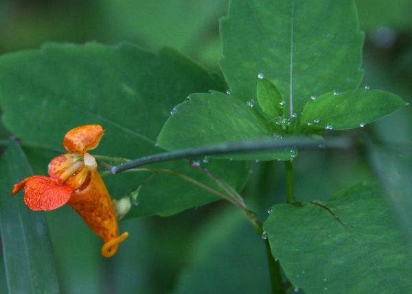 Orange spotted jewelweed.