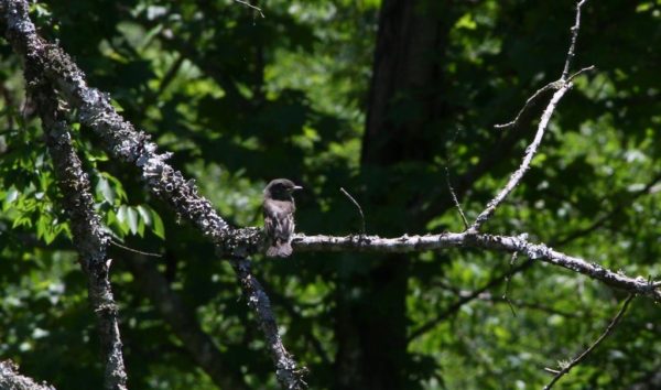 Baby phoebe in the tree. Success!