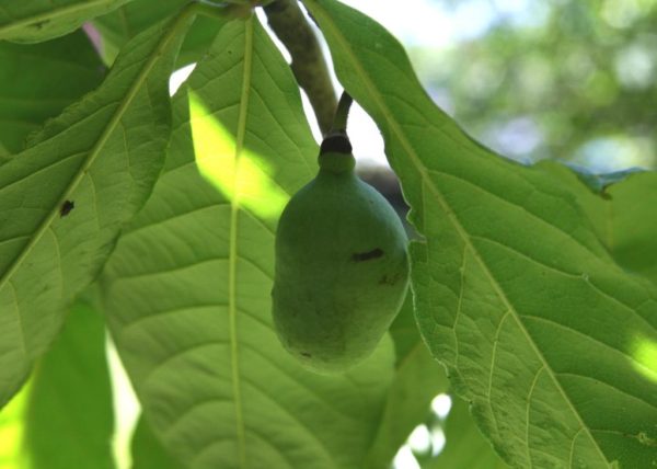 Immature pawpaw fruit.