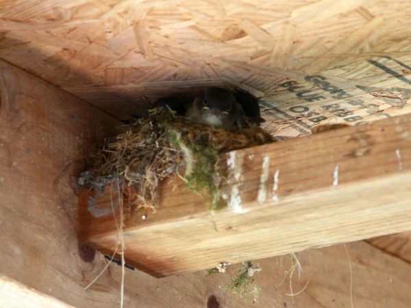 Phoebe fledgling nest mates not too impressed.