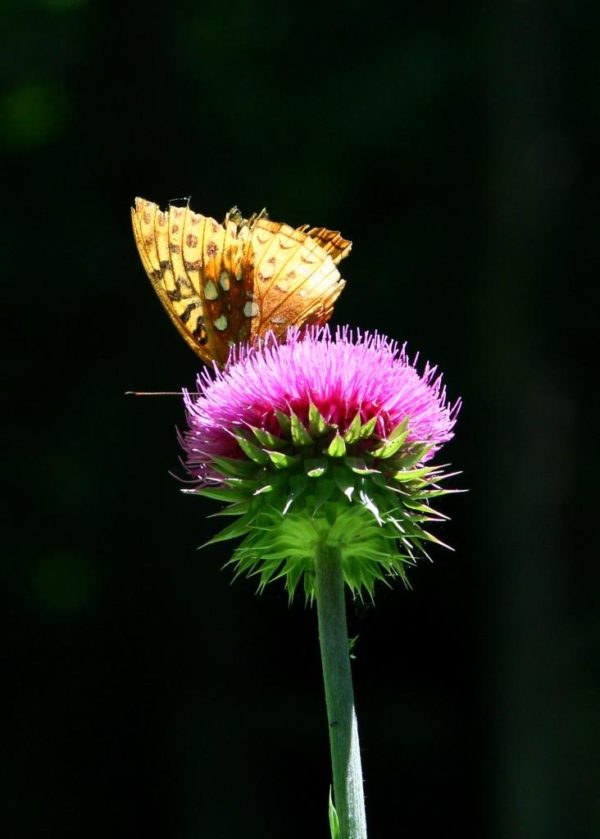 Tattered wings on a sunlit thistle.