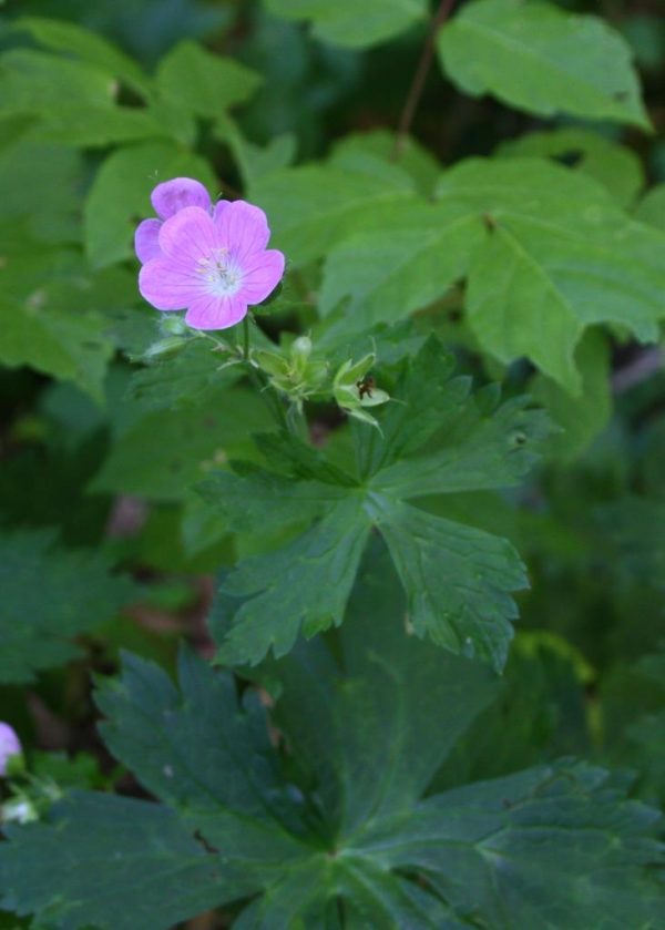 Wild geranium, one of the woodland flowers at the ARC in Bella Vista, AR.