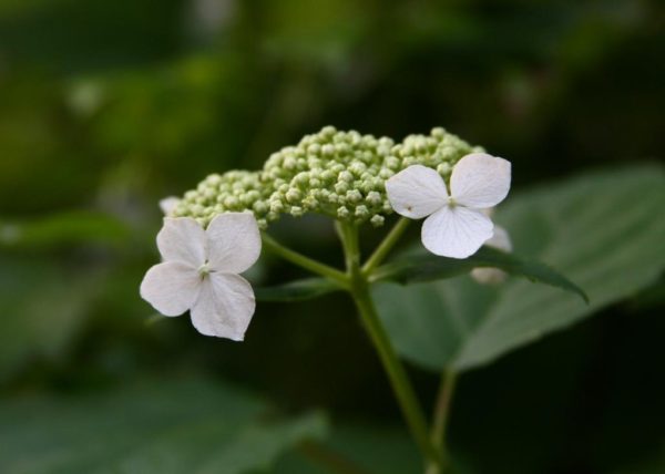 Wild hydrangea blooms all along the shady, moist places on our driveway. It's one of my favorite woodland flowers.