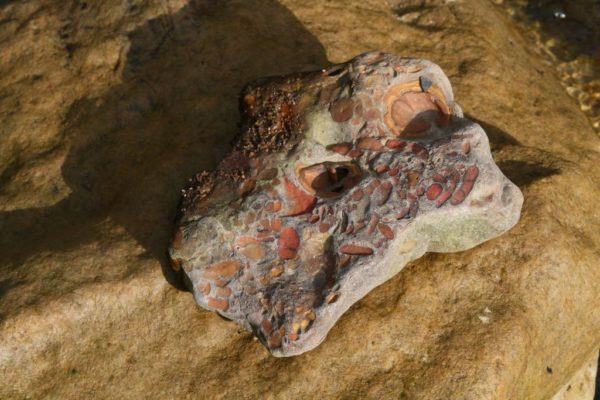 The rock too big for my pocket. On the other side there's a fossil, but I didn't see that until we got home with it.