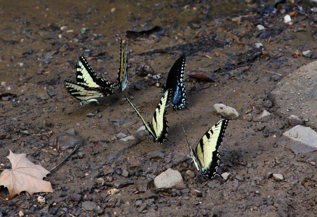 A Herd of Swallowtails