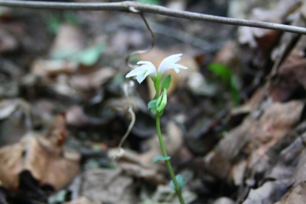 T trianthophora, a new find for me. It's also called Three Birds Orchid and is endangered in many states but not in the Ozarks, or Arkansas. Still, I only saw a few.