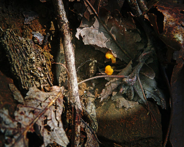 It was zooming in on these tiny orange mushrooms that brought me into the Nature Immersion zone for this event.