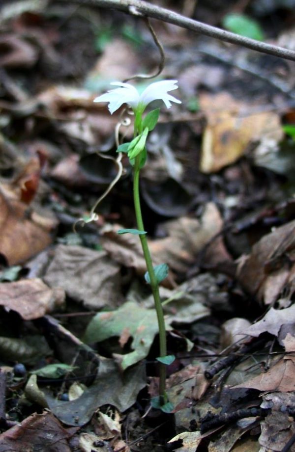 Triphora trianthophora orchid, whole above ground plant.