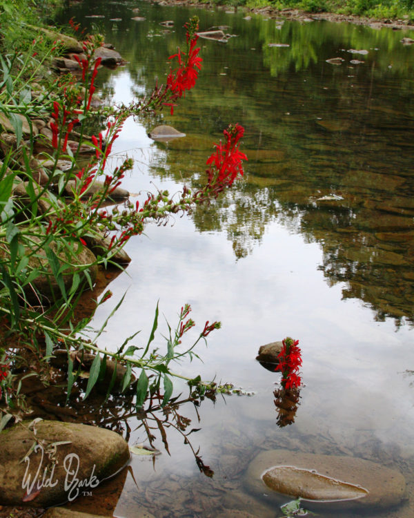 Creekside cardinal flowers.