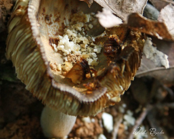 Crumbles of detritus gathered in the cup of this mushroom cap.