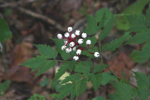 Actaea pachypoda, also called Doll's Eyes or White Baneberry. This is one of the most reliable ginseng habitat indicators here in the Ozarks.