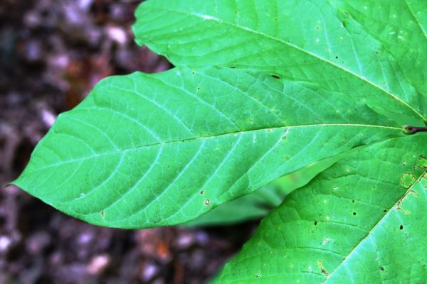 Notice the veins in the leaves, the texture of the leaf's skin, and how it hangs on the branch.