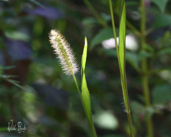 Scatter anxiety in the presence of things of Nature that scatter light, like this grass seed head.