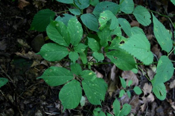 One of the wild ginseng plants with only green berries.