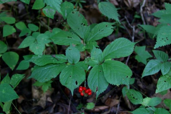 American ginseng in July.