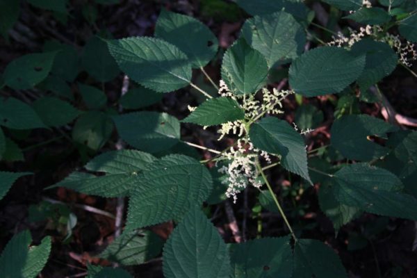 Wood nettles in flower. These sting. I know this from experience.