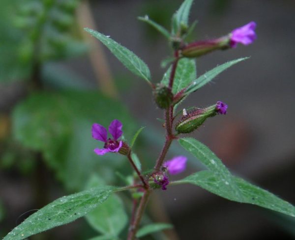 A small frail plant with purple flowers.