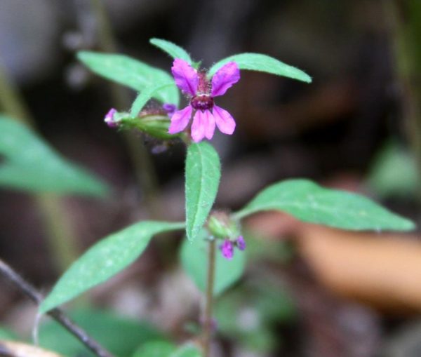 Cuphea viscosissima has purple flowers with sticky calyxes.