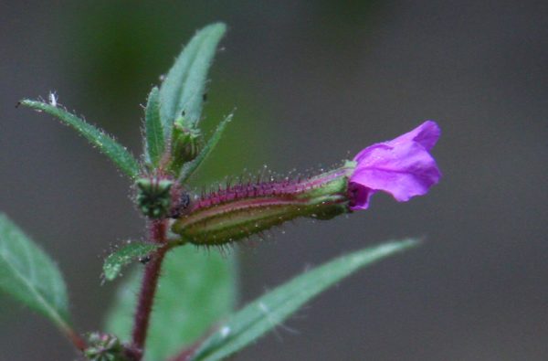 The little hairs have a sticky sap globule on the ends.