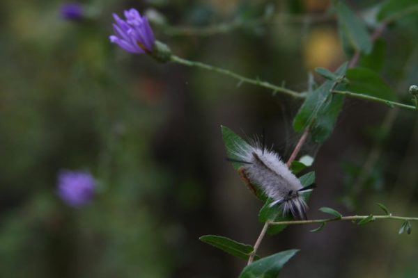 An asp on the asters.