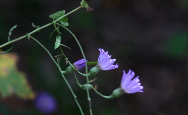 Asters don't seem to mind the drought.