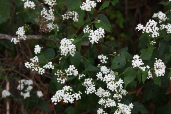 This is the only boneset I've ever found in the Ozarks.