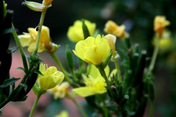 Evening primrose blooming in the morning.