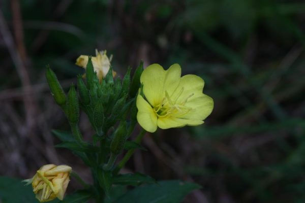 An evening primrose flower.